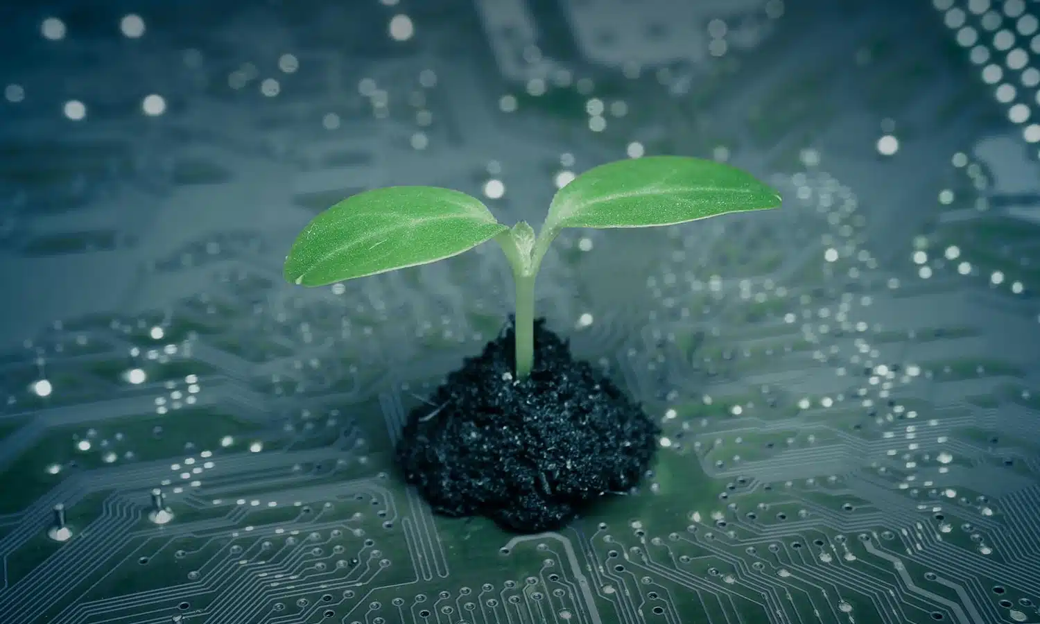 green-board-plant